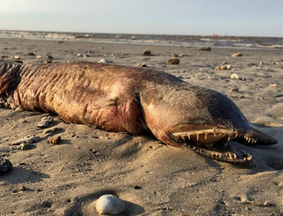 Неизвестное зубастое чудовище нашли на пляже после урагана «Харви»