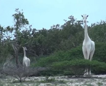 Белых жирафов заметили в Кении