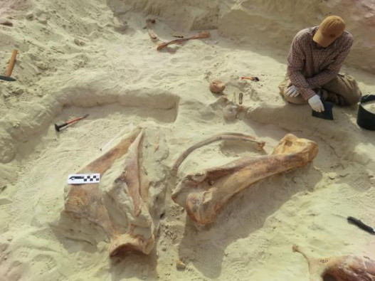 Սաուդյան Արաբիայում գտել են հսկայական նախապատմական փղերի մնացորդներ