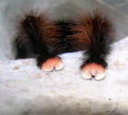 Оказывается, у пауков есть крошечные ступни, и это может изменить ваше мнение о них