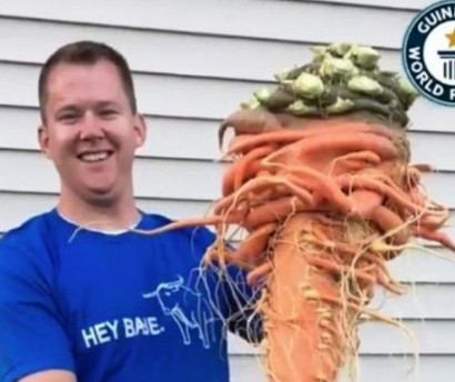 В США выросла самая большая в мире морковь