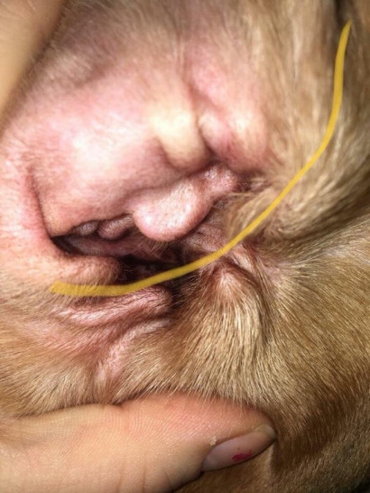 Американка нашла в ухе собаки лицо Дональда Трампа