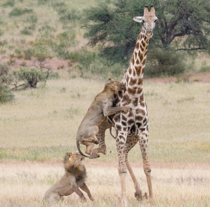 Дикая саванна: пара львов прыгнула на пятиметрового жирафа