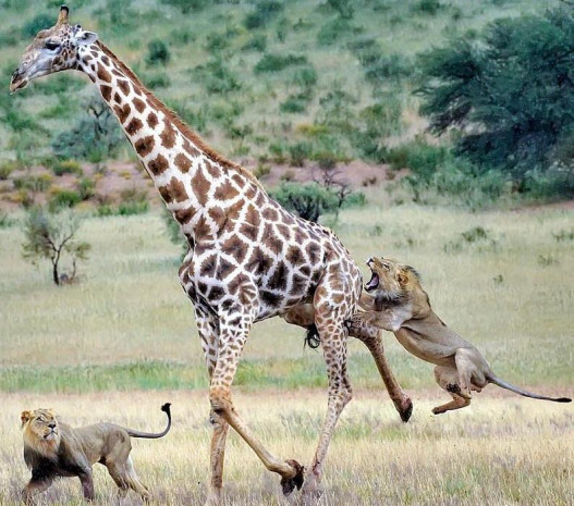 Բացառիկ երևույթ սավանայում. առյուծները կարողանում են որսալ 5-մետրանոց ընձուղտին