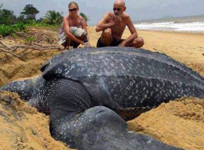 В Испании на берег выбросило 1000-килограммовую черепаху. Чудо или ужас?