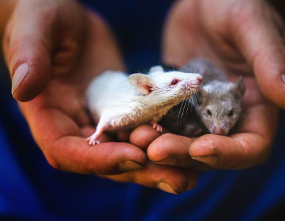 Как выглядят крысы и мыши, на которых ставили эксперименты в лабораториях