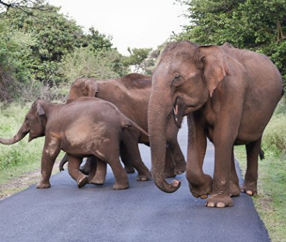 В Таиланде слон насмерть затоптал немецкого туриста