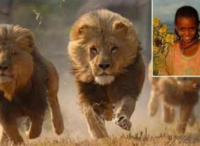 Львы спасли ребенка от похитителей и передали его полиции