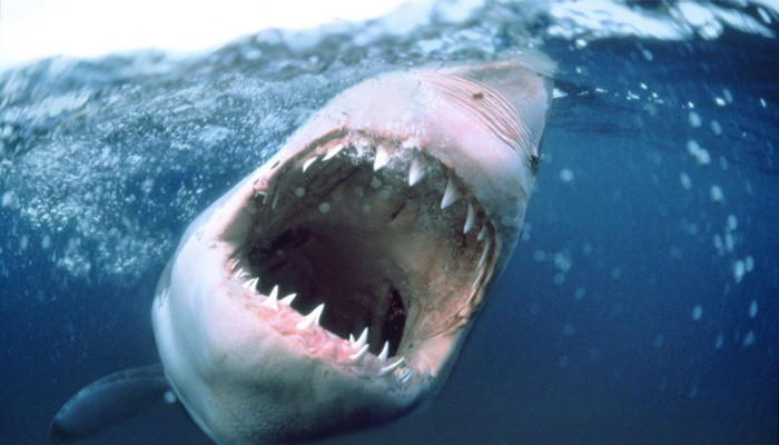 Муж заснял нападение акулы на жену во время медового месяца