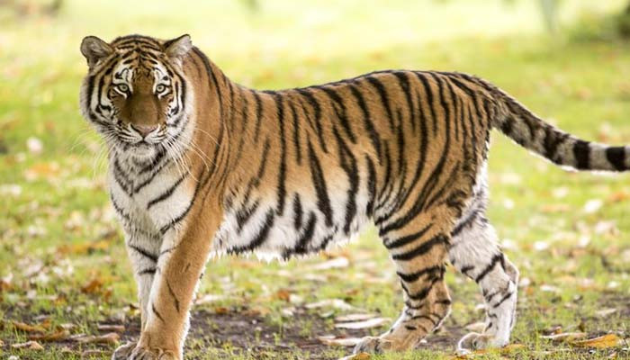 В Индии тигр-людоед ворвался на свадьбу