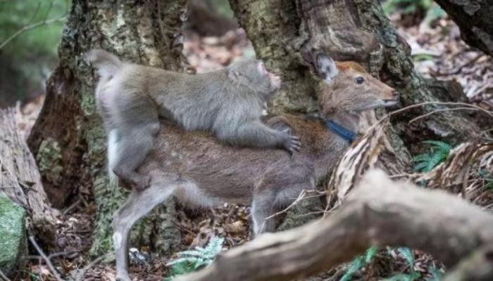 Дикие обезьяны стали массово насиловать японских оленей
