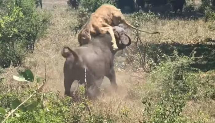 Опубликовано видео эпичной схватки львицы с буйволом