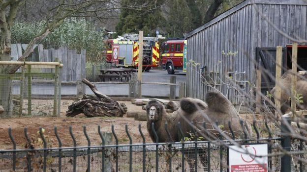 Լոնդոնի կենդանաբանական այգում հրդեհրց հետո որոնում են կորած կենդանիներին