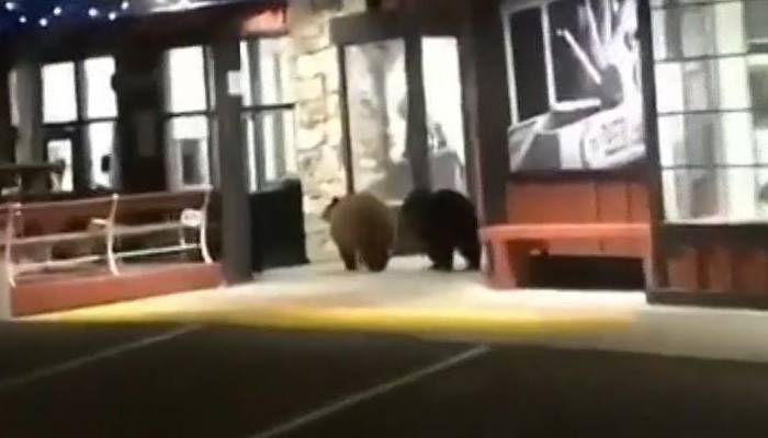 В США по улицам прогулялась медведица с детенышами