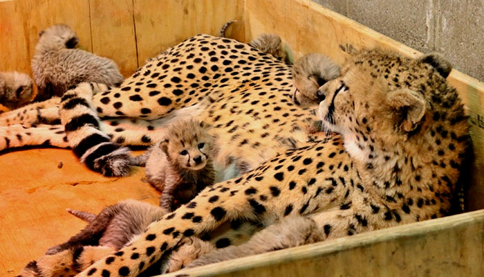 Мама-чемпион: У гепарда в зоопарке впервые в истории родилось 8 детенышей