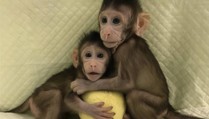 Bilim Adamları Primatları İlk Kez Klonladı