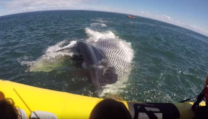 In Quebec, Canada, the whale nearly ate the boat