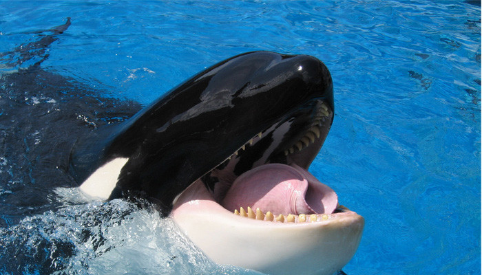Listen to this killer whale say ‘hello’ and ‘bye-bye’