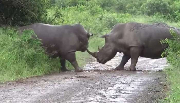 В Африке туристы стали свидетелями драки двух носорогов за территорию