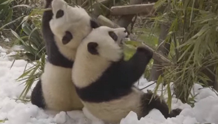 Снежная терапия: как в Китае поднимают настроение пандам