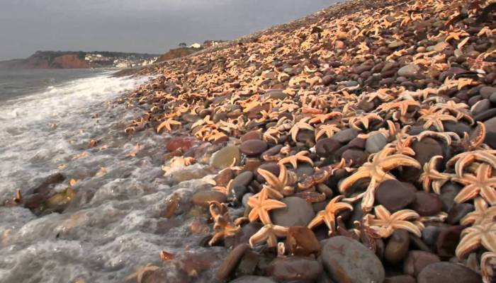 Шторм выбросил на побережье Великобритании огромное количество морских звезд