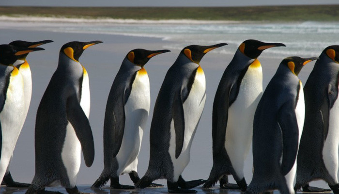 В Антарктиде случайно нашли 1,5 миллиона пингвинов