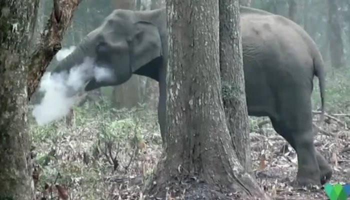 Слон-«курильщик» попал на видео