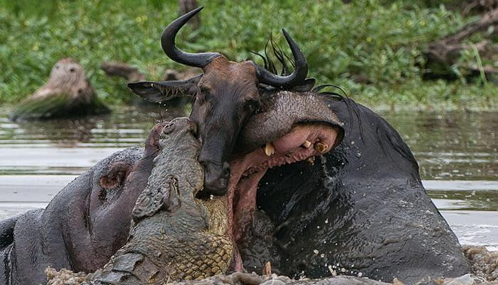 Бегемоты отбили антилопу у крокодилов