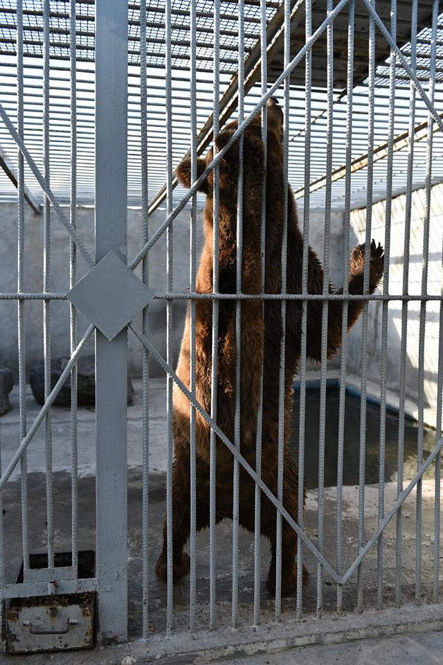 Ի՞նչ կենդանիներ են հայտնաբերվել Մանվել Գրիգորյանին պատկանող տարածքում