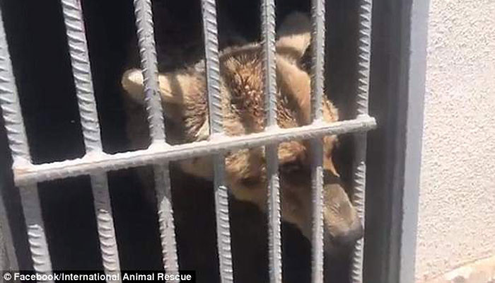 The heartbreaking moment an abused bear sees the outside of its cage for the first time in years after being rescued from a hellish Armenian zoos