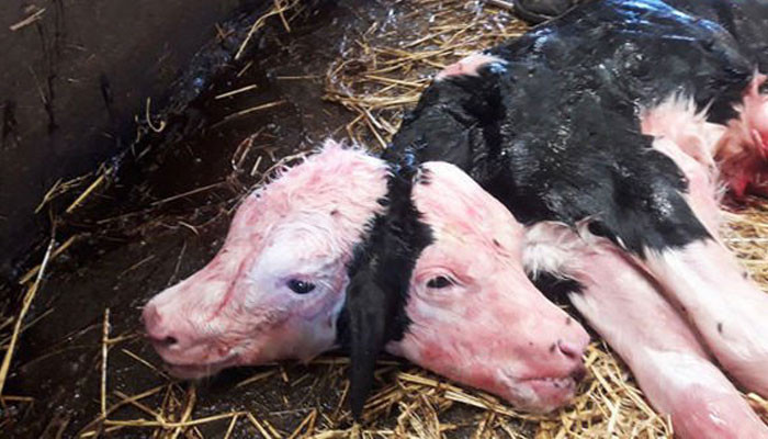Mutant calf with two heads stuns vet and farmer when it is born on a farm in Poland