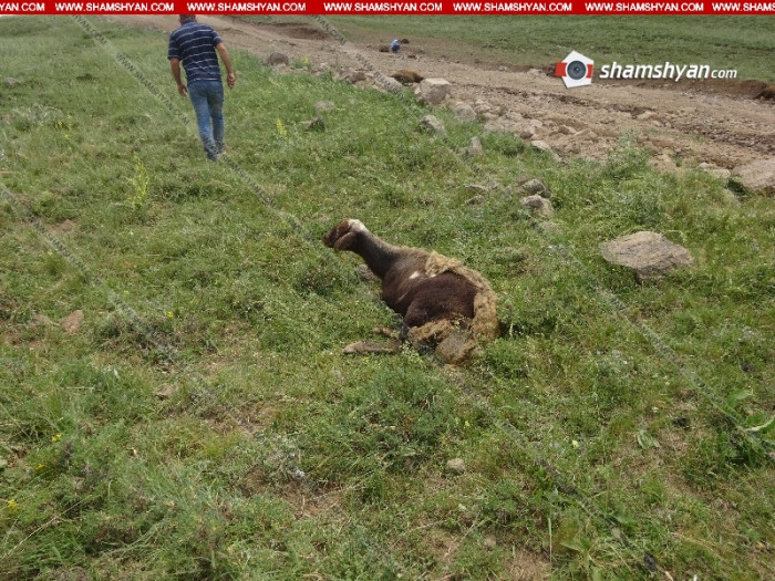Ավազակային հարձակման է ենթարկվել գեներալ Մանվելին պատկանող անասունների հովիվը. կան բերման ենթարկվածներ