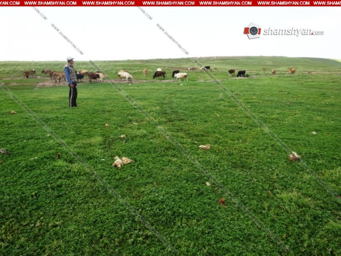 Ավազակային հարձակման է ենթարկվել գեներալ Մանվելին պատկանող անասունների հովիվը. կան բերման ենթարկվածներ