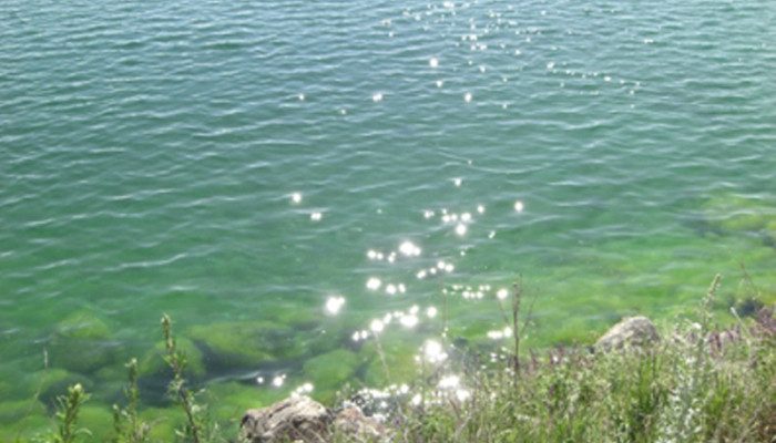 Չլողալ Սևանա լճի «ծաղկած»` ջրիմուռներով առատ ափերում. ԱՆ հորդորը