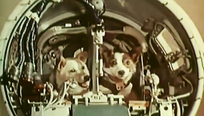 58 տարի առաջ այս օրը տիեզերք են թռել Բելկան և Ստրելկան (տեսանյութ)