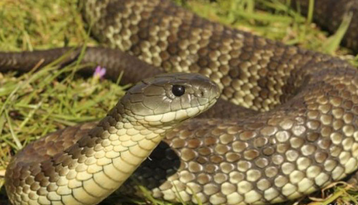 Ընթացիկ տարում Արցախում օձի կծոցի 20 դեպք է արձանագրվել