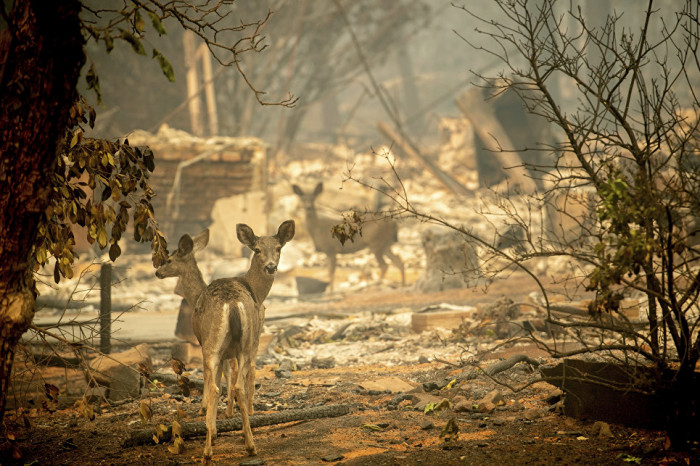 Relentless California wildfires leave 80 dead, over 1,200 others still missing