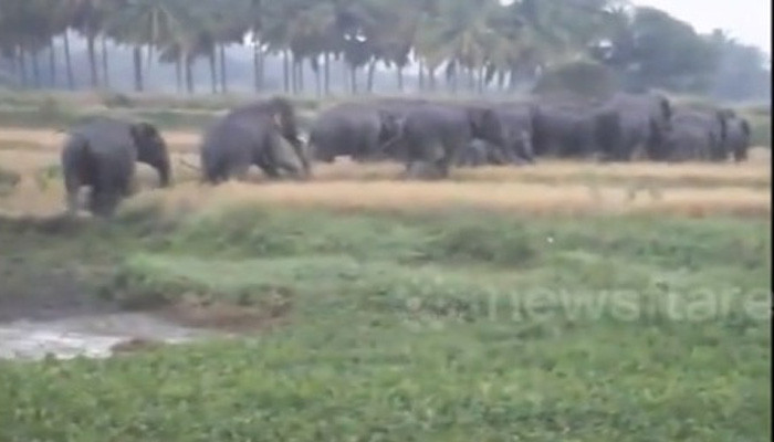 Десятки слонов ворвались в деревню, напугали людей и решили остаться