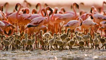 В ЮАР спасли около трехсот птенцов фламинго