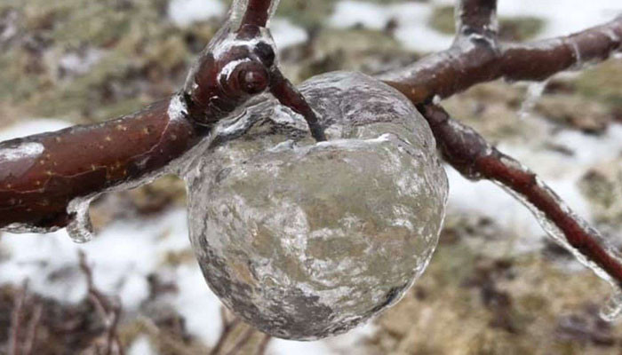 ‘Ghost apples’ appear at Michigan orchard following icy weather