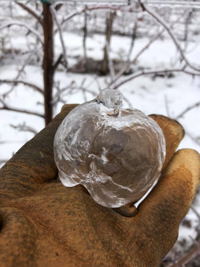‘Ghost apples’ appear at Michigan orchard following icy weather