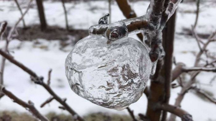 ԱՄՆ-ում անոմալ սառնամանիքի հետևանքով խնձորները սառցակալել են