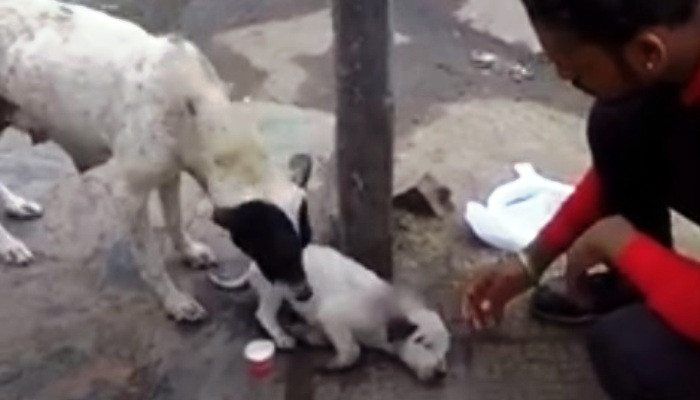 Մայր շունն իր կլանչոցով աղերսում էր անցորդներին՝ օգնել իր ձագին