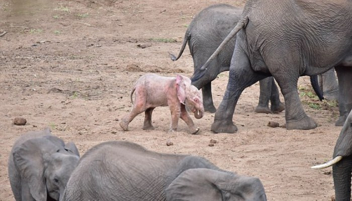 Rare Baby Albino Elephant Captured on Camera in South African Wildlife Park