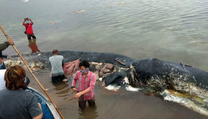 В желудке кита найдены 6 килограммов пластика
