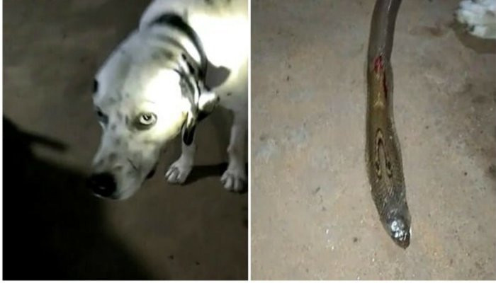 Loyal dog collapses and dies after saving family from poisonous snake