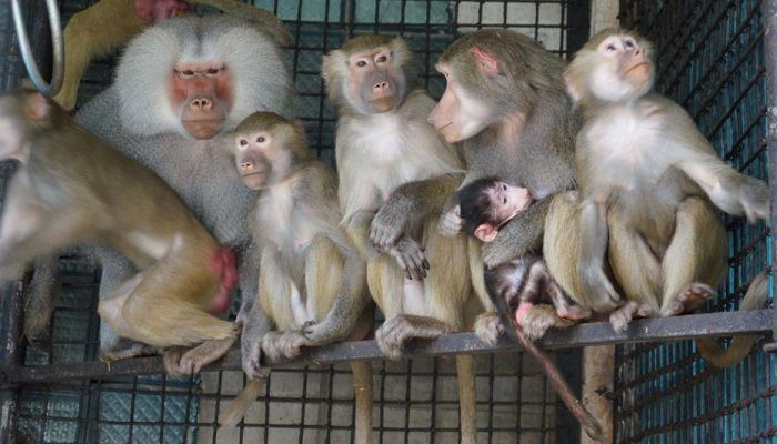 Կենդանաբանական այգում կապիկ է ծնվել. օգտատերերը անուն են ընտրում