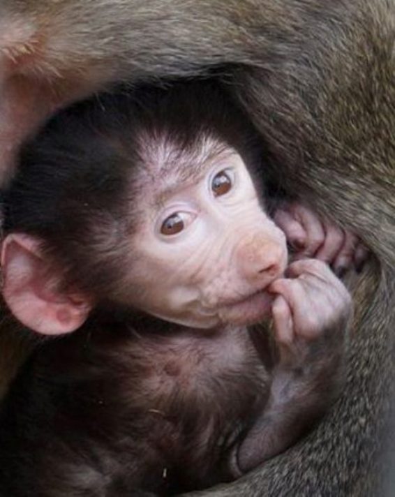 Կենդանաբանական այգում կապիկ է ծնվել