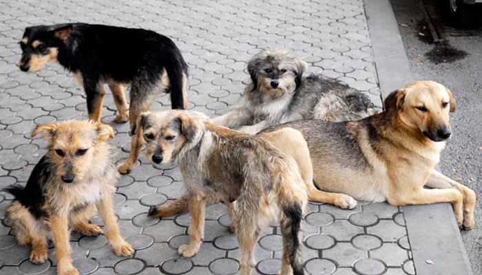 Շների ագրեսիվ խմբերը՝ Մոնումենտի այգում․ ահազանգ