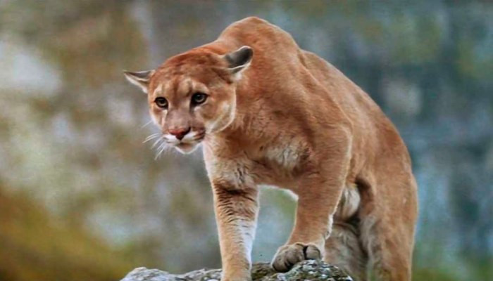 Two hungry Cougars attacked a seven year old boy
